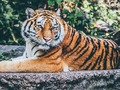 Игра Јаги загатка  онлајн