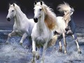 Игра Коњи  онлајн