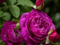 Игра Виолетова рози  онлајн