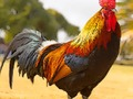 Игра Домашни загатки за птици  онлајн