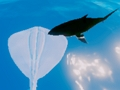 Игра Сурфање Stingrays  онлајн